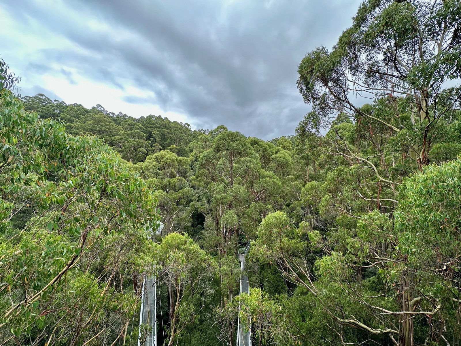 Tall trees with green leaves under a cloudy sky.